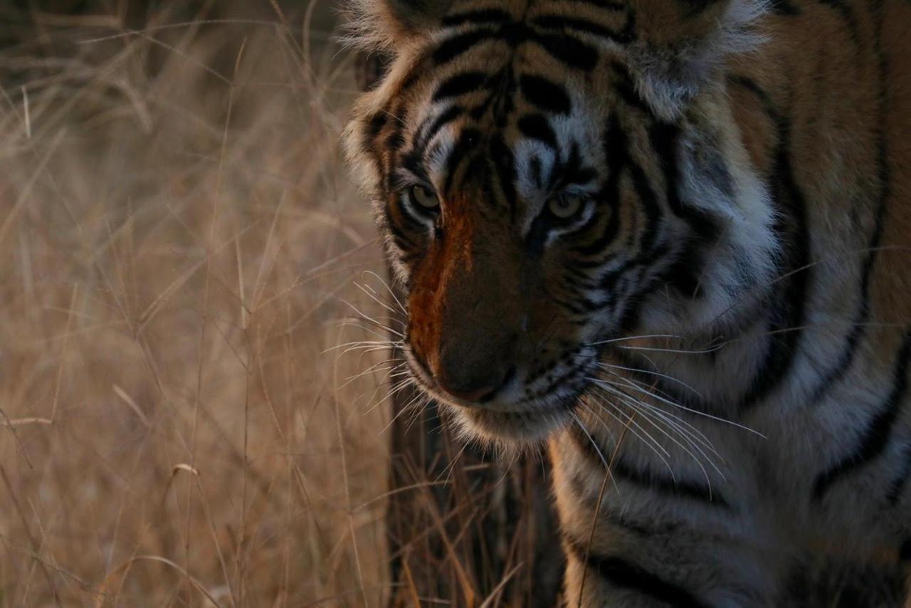 Camp Paridhi Ranthambhore, Homestay Sawai Madhopur Exterior photo